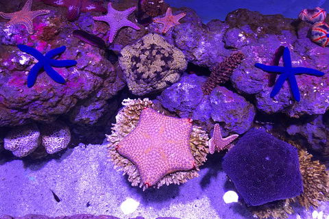 Cairns Aquarium Family Ticket - Pubs and Clubs 1