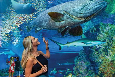 Cairns Aquarium Family Ticket - Pubs and Clubs 3
