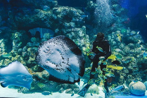 Cairns Aquarium Family Ticket - Pubs and Clubs 4