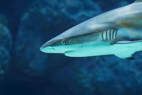 Cairns Aquarium Family Ticket - Pubs and Clubs 5