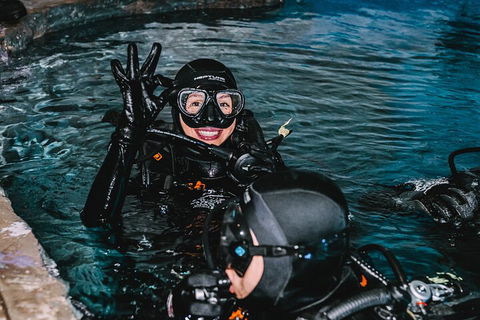 Cairns Aquarium Dive With The Sharks - Pubs and Clubs 0