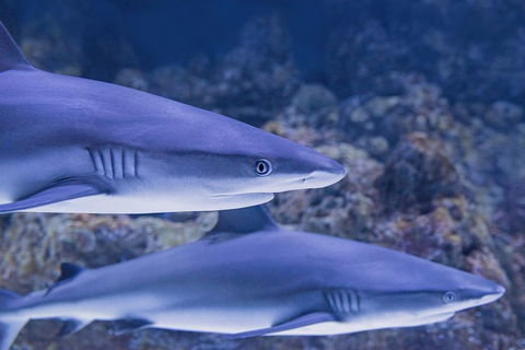 Cairns Aquarium Dive With The Sharks - Pubs and Clubs 1