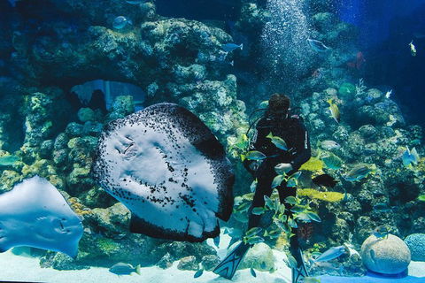 Cairns Aquarium Dive With The Sharks - Pubs and Clubs 2