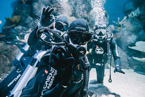 Cairns Aquarium Dive With The Sharks - Pubs and Clubs 3