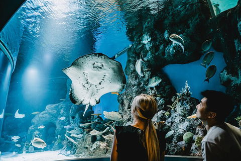 Cairns Aquarium Dive With The Sharks - Pubs and Clubs 4