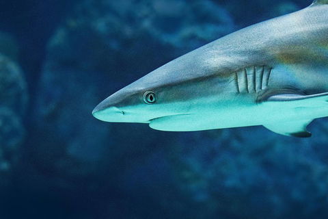 Cairns Aquarium Dive With The Sharks - Pubs and Clubs 5