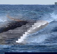 Whale Watching by Sea World Cruises - Pubs and Clubs
