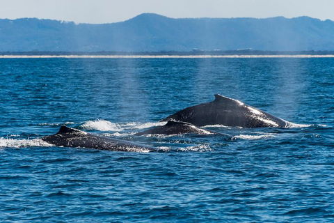 Whale Watching By Sea World Cruises - Pubs and Clubs 4