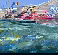 Outer Reef Pontoon Experience from Cairns - Pubs and Clubs