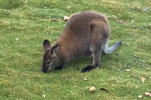 Cradle Mountain Day Tour From Launceston Including Lunch - Pubs and Clubs 5
