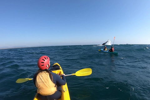 Kayaking With Dolphins In Byron Bay Guided Tour - Go Out 3