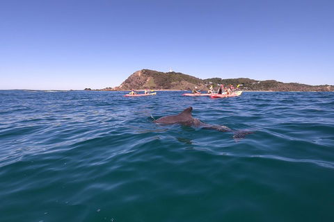 Kayaking With Dolphins In Byron Bay Guided Tour - Go Out 5