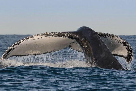 Sydney Whale-Watching Cruise Including Lunch Or Breakfast - Pubs and Clubs 0