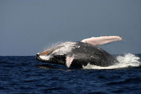 Sydney Whale-Watching Cruise Including Lunch Or Breakfast - Pubs and Clubs 1