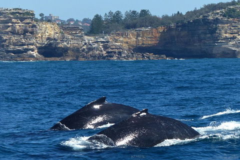 Sydney Whale-Watching Cruise Including Lunch Or Breakfast - Pubs and Clubs 2