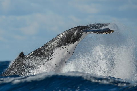 Sydney Whale-Watching Cruise Including Lunch Or Breakfast - Pubs and Clubs 4