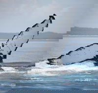Hervey Bay Whale Watching Cruise - Pubs and Clubs