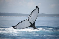 Book Viator Accommodation Vacations Pubs and Clubs Pubs and Clubs