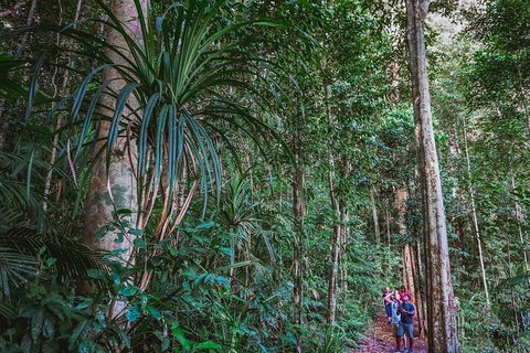 Atherton Tablelands Rain Forest By Night From Cairns - Go Out 0