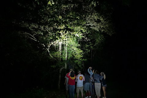 Atherton Tablelands Rain Forest By Night From Cairns - Go Out 2