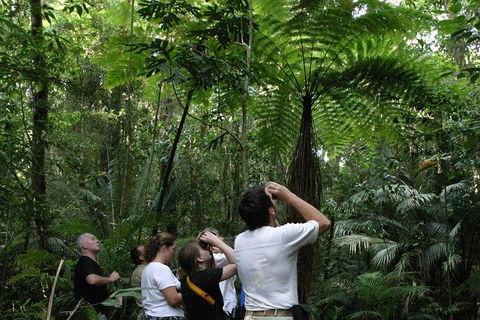 Atherton Tablelands Rain Forest By Night From Cairns - Go Out 3