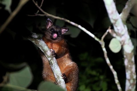 Atherton Tablelands Rain Forest By Night From Cairns - Go Out 4