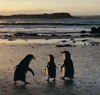 Phillip Island Penguin Parade Day Trip with Koala Conservation Reserve Visit - Pubs and Clubs