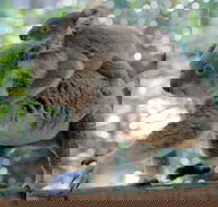 Lone Pine Koala Sanctuary Admission with Brisbane River Cruise - Go Out