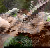 Melbourne Zoo General Entry Ticket - Pubs and Clubs