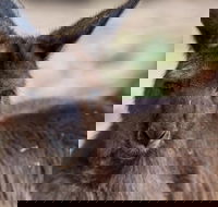 Australian Wildlife Tour at Melbourne Zoo Ticket - Pubs and Clubs