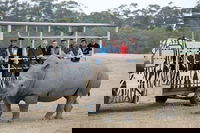 Off-Road Safari at Werribee Open Range Zoo, Melbourne