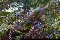 Werribee Open Range Zoo General Admission Ticket, Melbourne