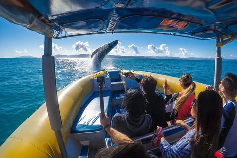 Ocean Rafting Tour To Whitehaven Beach, Hill Inlet Lookout & Top Snorkel Spots - Pubs and Clubs 4