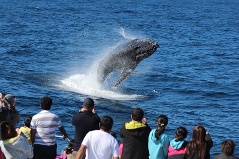 Tangalooma Island Resort Whale Watching Day Cruise - Pubs and Clubs 0