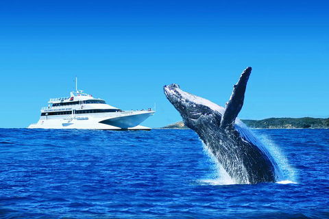 Tangalooma Island Resort Whale Watching Day Cruise - Pubs and Clubs 1