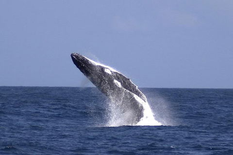 Tangalooma Island Resort Whale Watching Day Cruise - Pubs and Clubs 4