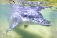 Tangalooma Island Resort Whale Watching Day Cruise with Dolphin Feeding, Brisbane