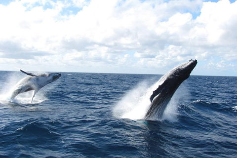 Tangalooma Island Resort Whale Watching Day Cruise With Dolphin Feeding - Pubs and Clubs 1