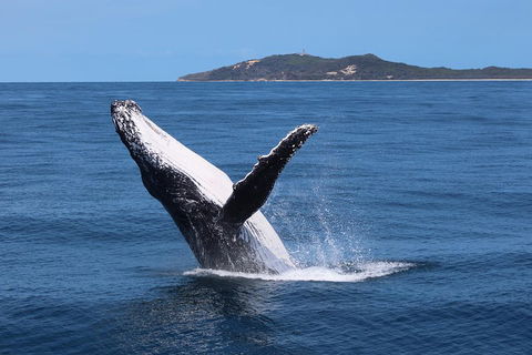 Tangalooma Island Resort Whale Watching Day Cruise With Dolphin Feeding - Pubs and Clubs 3
