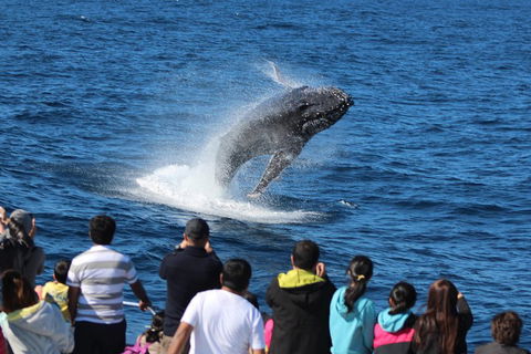 Tangalooma Island Resort Whale Watching Day Cruise With Dolphin Feeding - Pubs and Clubs 5