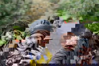 Small-Group Great Ocean Road and 12 Apostles Full-Day Tour from Melbourne