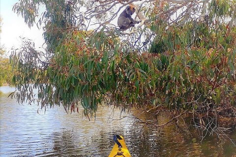 Kangaroo Island Self-Guided Kayaking On The Harriet River - Go Out 4