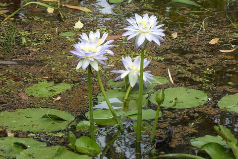 Yellow Water Cruise - Kakadu - Pubs and Clubs 0