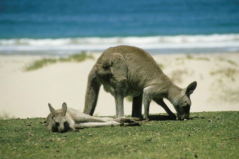 Great Ocean Road Highlights Tour - 2 Days, 1 Night - Pubs and Clubs 2