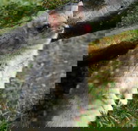 1-Hour Tasmanian Devil Feeding Day Tour at Cradle Mountain - Pubs and Clubs