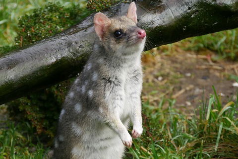 1-Hour Tasmanian Devil Feeding Day Tour At Cradle Mountain - Pubs and Clubs 0