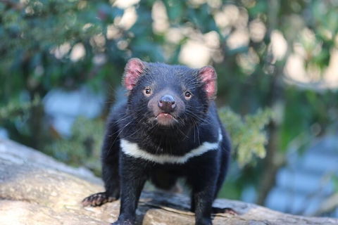 1-Hour Tasmanian Devil Feeding Day Tour At Cradle Mountain - Pubs and Clubs 1