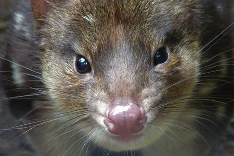 1-Hour Tasmanian Devil Feeding Day Tour At Cradle Mountain - Pubs and Clubs 3