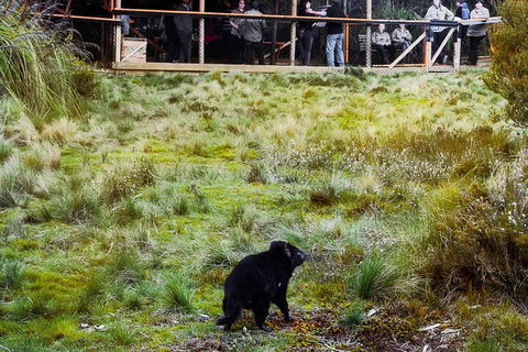 1-Hour Tasmanian Devil Feeding Day Tour At Cradle Mountain - Pubs and Clubs 5