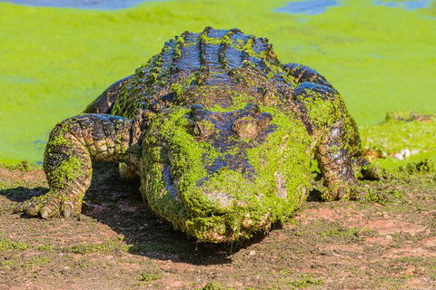 3 In 1 Tour: Matsoâ€™s Brewery, Broome Museum & Malcolm Douglas Crocodile Park - Pubs and Clubs 4